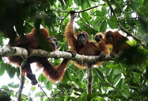 Drei Orang-Utans sitzen einige Meter über Boden auf einem Ast und schauen neugierig nach auf den Betrachter.