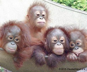 Ein Foto von vier jungen Orang-Utans, die nebeneinander über den Rand einer großen Hängematte schauen.