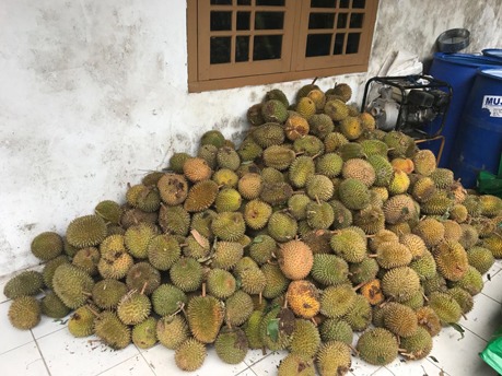 Ein Haufen Durian-Früchte.