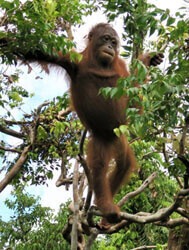 Ein Orang-Utan, der auf einem Ast in einem Baum steht.