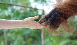 Ein Mensch und ein Orang-Utan reichen sich die Hände.