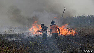 Zwei Menschen versuchen, einen Waldbrand auf Borneo zu löschen.