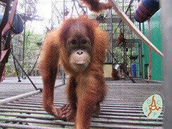 Ein junger Orang-Utan, der auf allen Vieren auf die Kamera zuläuft.