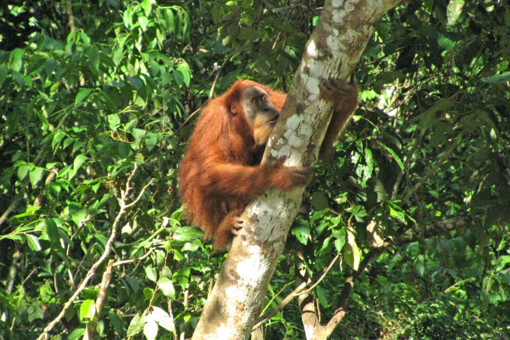 An orangutan climbing up a trunk.