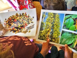 Kinderhände halten zwei Bilder. Auf dem einen sind Pfefferkörner und auf dem anderen die Pfefferpflanze im Regenwald abgebildet. Am