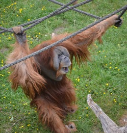 Ein männlicher Orang-Utan hangelt im Zoo an Seilen. Er hat große Backenwülste und langes Fell.