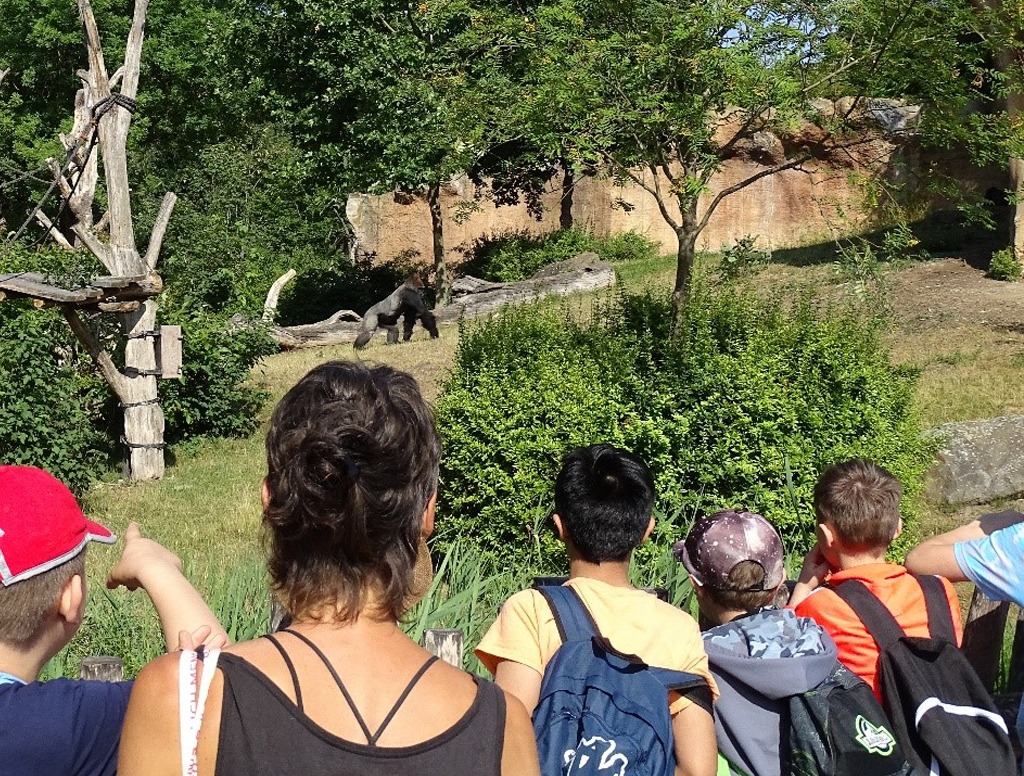 Schüler beobachten einen Gorilla.