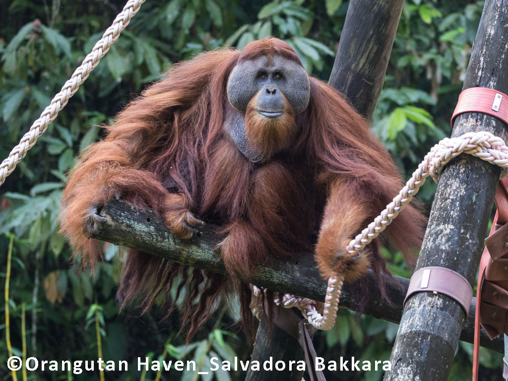 Das Orang-Utan-Männchen Leuser steht auf einer der Kletterstrucktueren auf seiner Insel im Orangutan Haven.