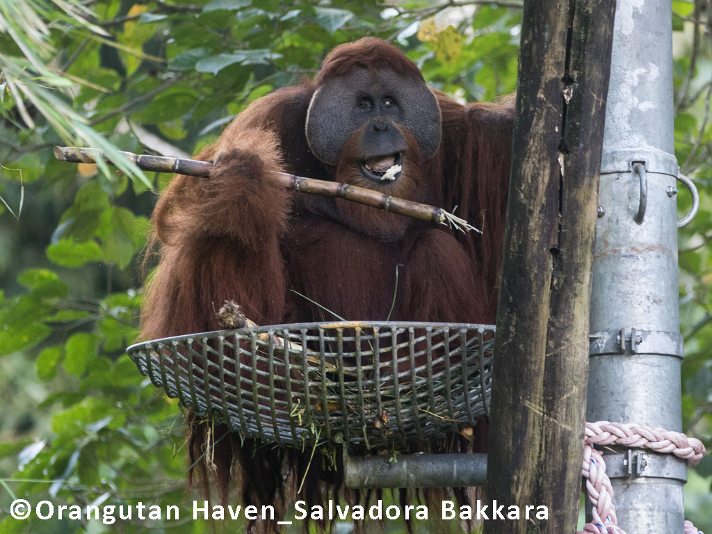 Das Orang-Utan-Männchen Leuser sitzt auf seiner Nestplattform im Orangutan Haven und und kaut auf einem Ast.