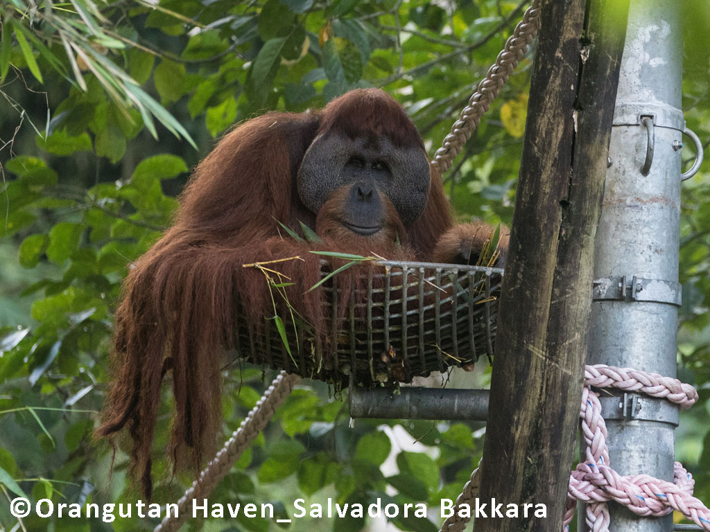 Das Orang-Utan-Männchen Leuser sitzt auf seiner Nestplattform im Orangutan Haven.