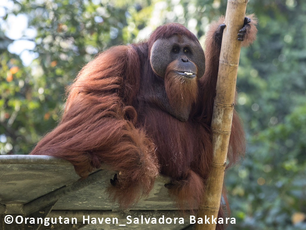 Das Orang-Utan-Männchen Leuser sitzt auf seiner Aussichtsplattform im Orangutan Haven und hält sich mit einer Hand an einem Bambusrohr fest.