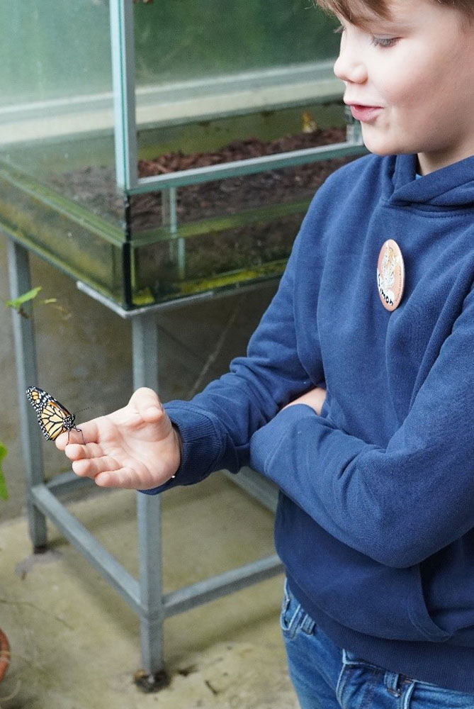 Ein Kind hält einen Schmetterling auf der Hand.