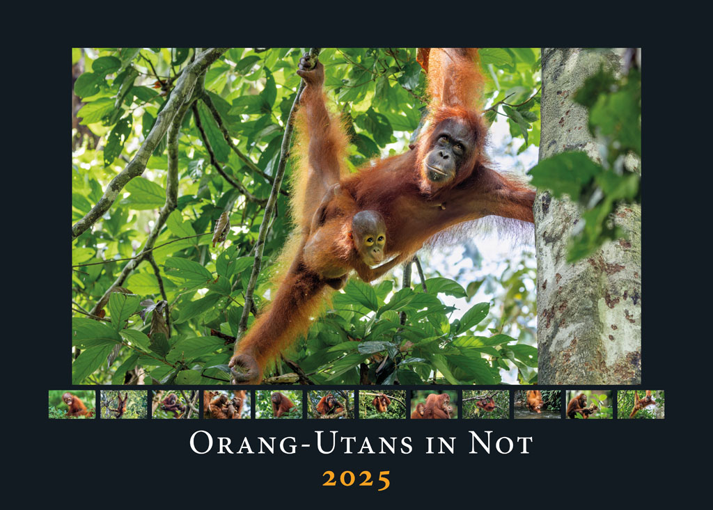 Titelseite des Orang-Utans in Not Kalenders 2025. Das Titelbild zeigt eine Orang-Utan-Mutter mit ihrem Kind. Die Mutter hängt mit ausgestreckten Armen und Beinen in einer Baumkrone, ihr Kind klammert sich an ihren Bauch. Unter dem Titelbild sind kleine Vorschaubilder der 12 Monatsseiten angeordnet.