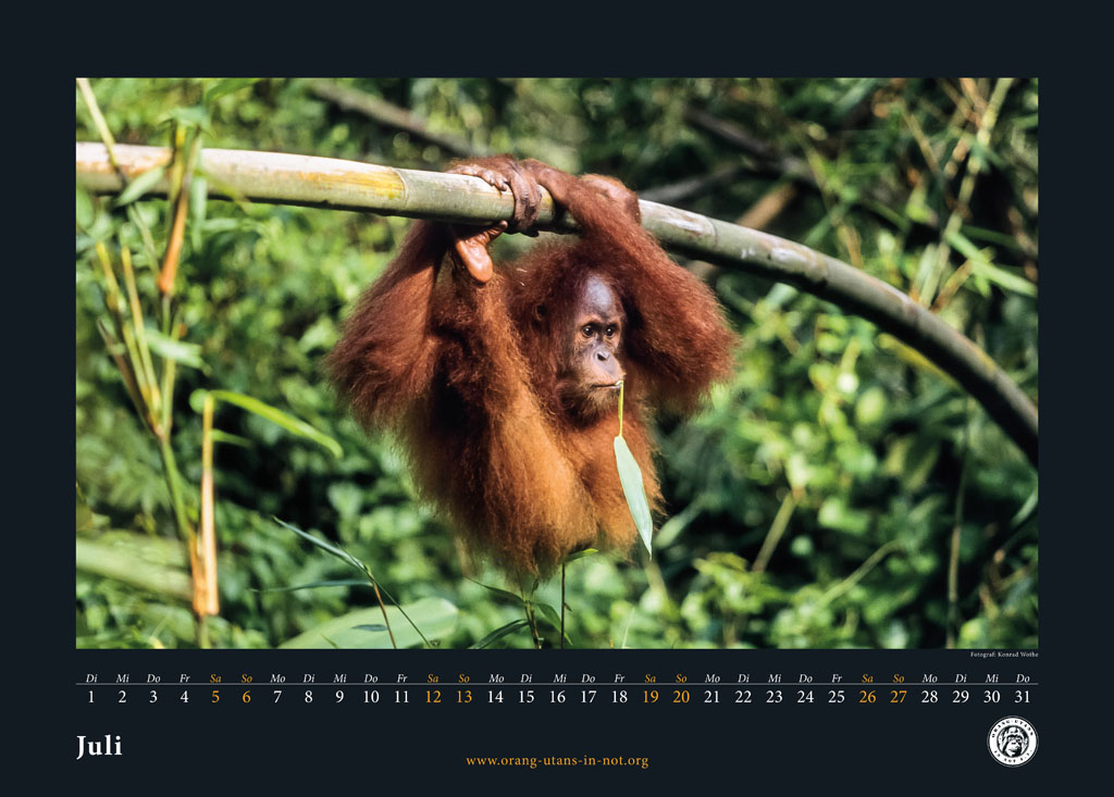 Kalenderseite für den Monat Juli. Ein junger Orang-Utan hält sich mit beiden Händen und Füßen an einem horizontal verlaufenden Ast fest.