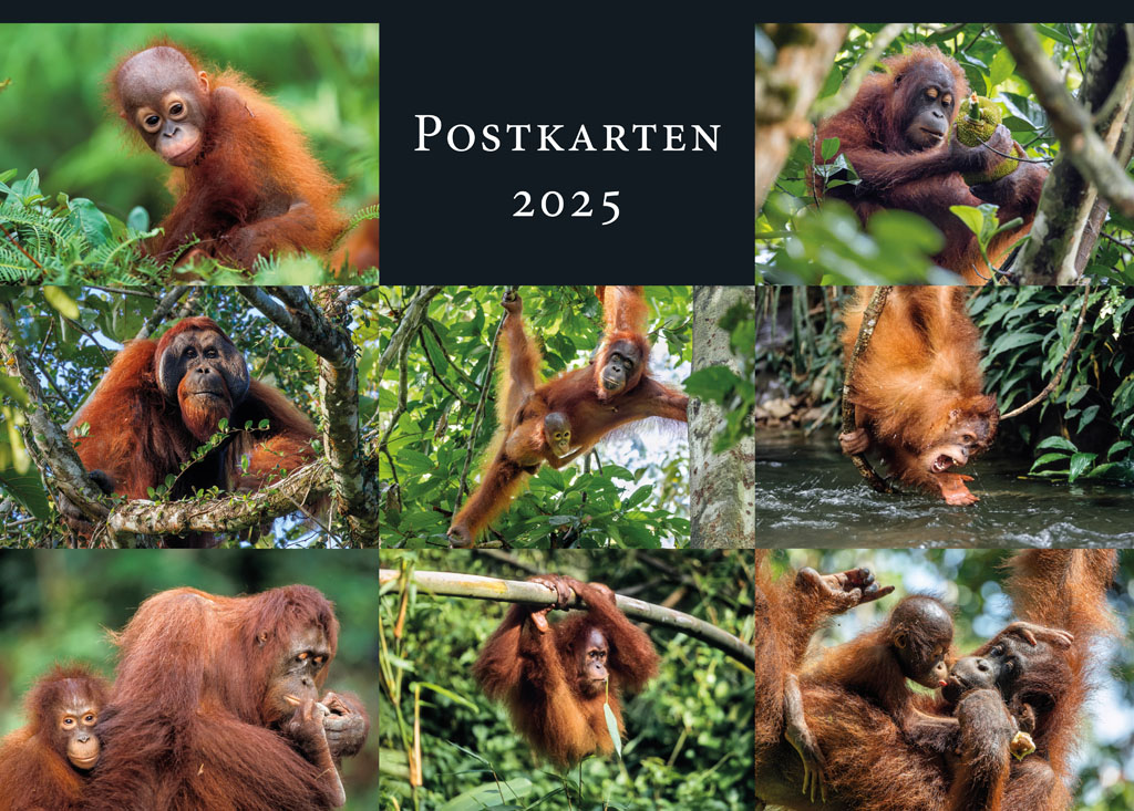 Postkartenseite des Kalenders mit acht Motiven der Monatsseiten im Postkartenformat. Alle Motive zeigen Orang-Utans im Regenwald.