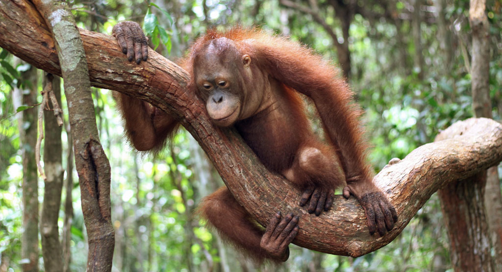 Ein Orang-Utan sitzt auf einem dicken Ast und schaut traurig nach unten.