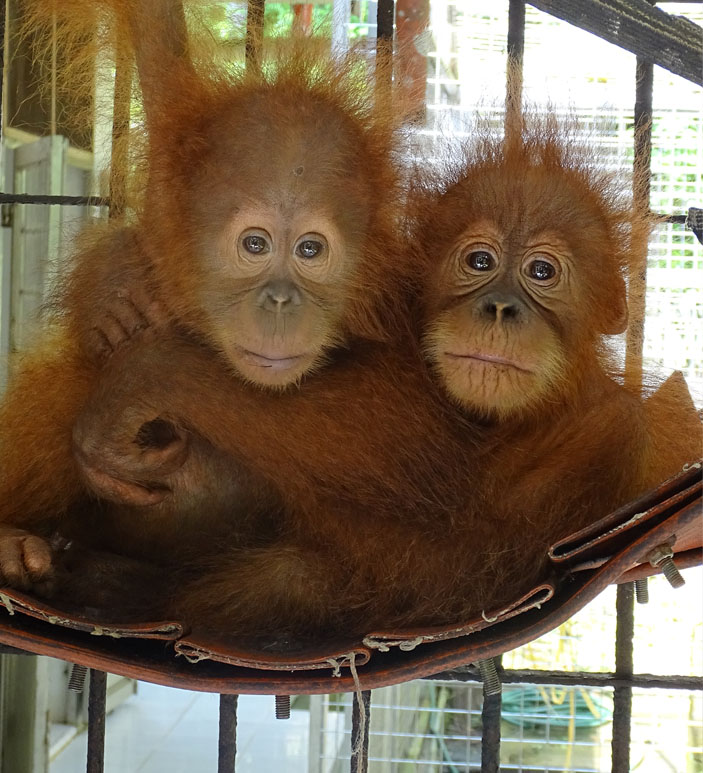 Zwei Orang-Utan-Babys in der Auffangstation klammern sich aneinander.