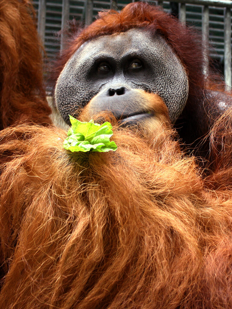 Portrait of the male orangutan Krismon.