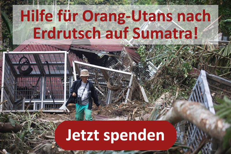 Foto der durch einen Erdrutsch zerstörten Orang-Utan-Gehege. Oben steht: "Hilfe für Orang-Utans nach Erdrutsch auf Sumatra!". Unten steht :"Jetzt spenden".