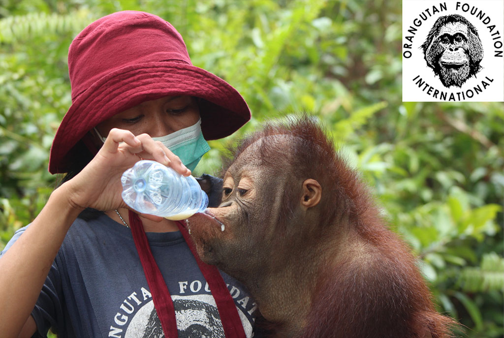 Eine Pflegerin hat einen jungen Orang-Utan auf dem Arm und füttert ihn mit Sojamilch aus der Flasche.