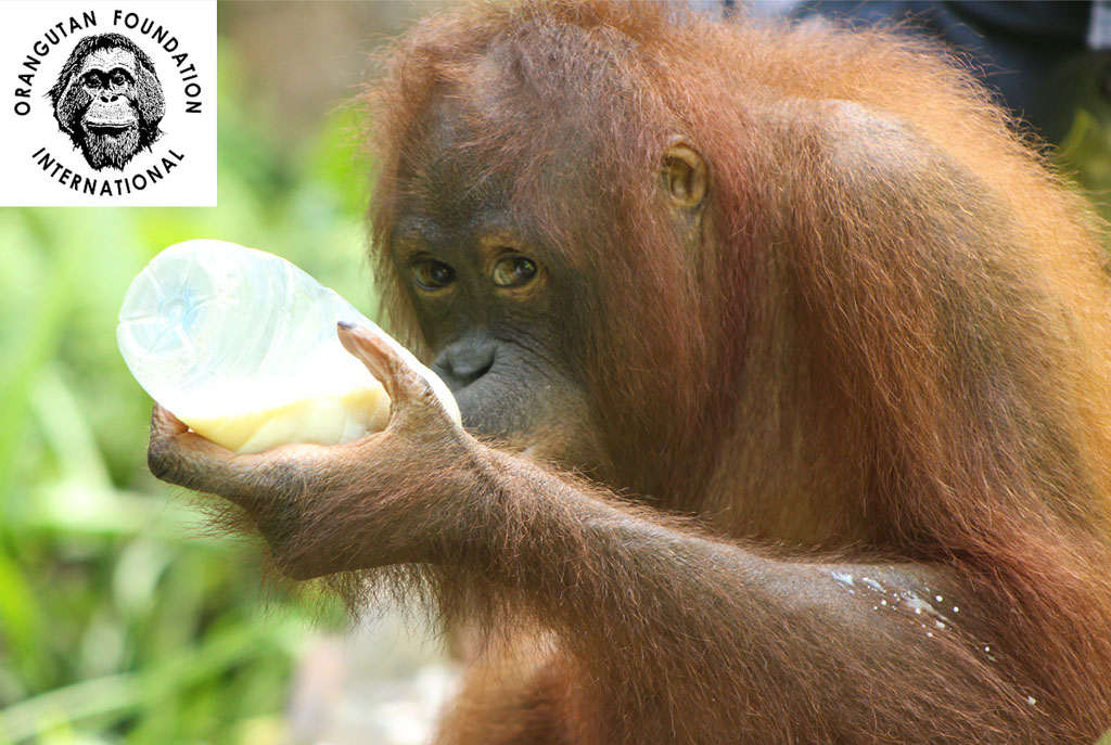 Ein junger Orang-Utan sitzt auf einem Ast und trinkt genüsslich Sojamilch aus einer Flasche.