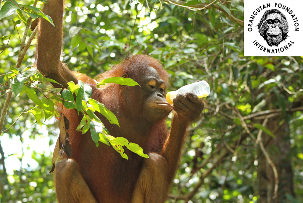 Ein junger Orang-Utan sitzt auf einem Ast und trinkt genüsslich Sojamilch aus einer Flasche.