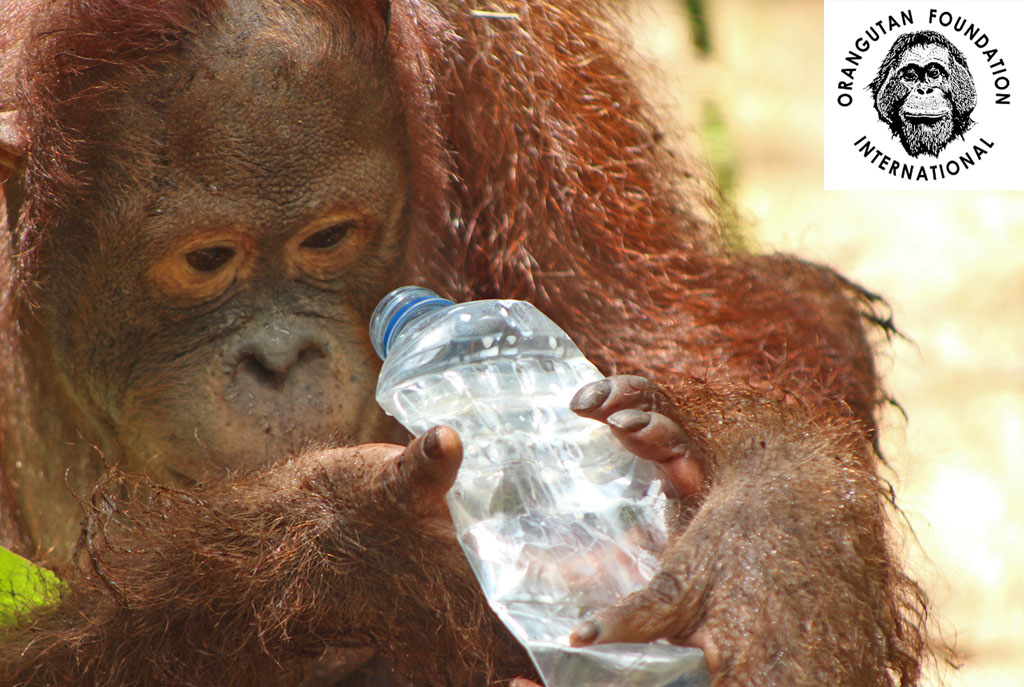 Ein junger Orang-Utan hält eine leere Flasche in den Händen und schaut konzentriert durch die Öffnung.
