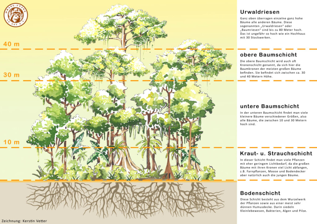 Der Stockwerkaufbau des Regenwaldes. Abgebildet sind verschiedene Bäume und Pflanzen mit unterschiedlicher Höhe. Die vier Etagen des Regenwaldes sind durch gestrichelte Linien voneinander abgegrenzt. Am rechte Rand steht die Bezeichnung und die Höhe jeder Etage: Die Kraut- Strauchschicht reicht bis 10 Meter, die untere Baumschicht reicht von 10 Meter bis 30 Meter, die obere Baumschicht reicht von 30 Meter bis 40 Meter und die Urwaldriesen beginnen ab 40 Meter.