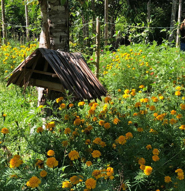 Foto eines Bienenstocks inmitten gelber Blütepflanzen.