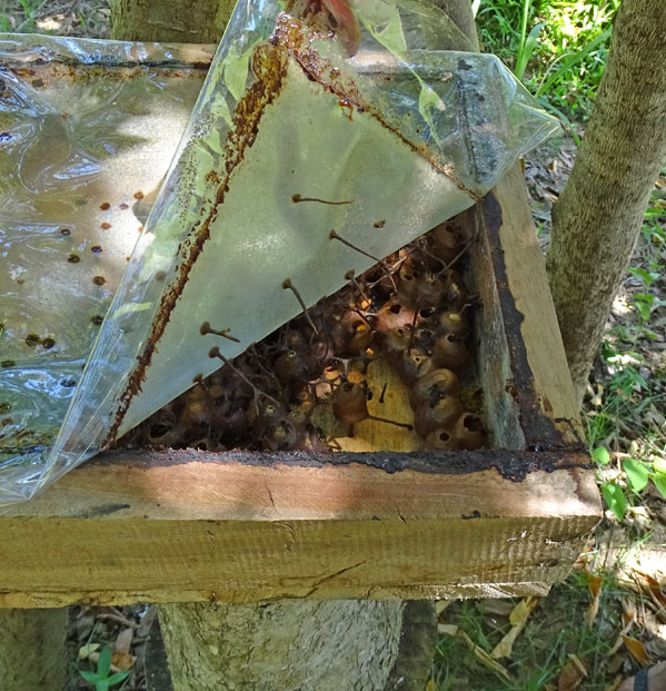 Nahaufnahme eines Bienenstocks stachelloser Bienen. Dieser besteht nicht aus Waben, sondern aus rundlichen Kammern.