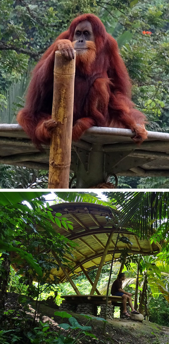Bild oben: Ein erwachsener Orang-Utan sitzt auf der Aussichtsplattform seiner Insel im Orangutan Haven. Bild unten: Foto des Besucherunterstandes aus Bambus.