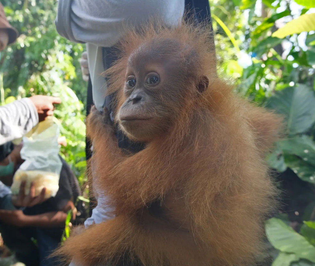 Eine Mitarbeiterin des Teams trägt den kleinen Orang-Utan auf dem Rücken. Der Kleine schaut in die Kamera.