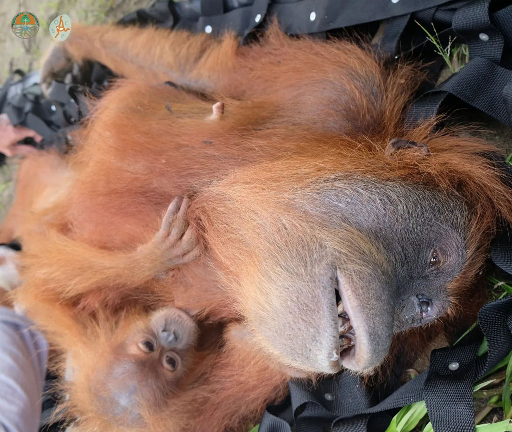 Die Orang-Utan-Mutter liegt betäubt auf einem Tragenetzt. Ihr Kind klammert sich an ihre Brust.