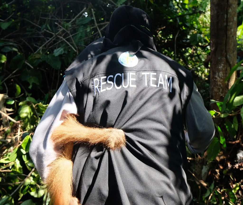 Ein Mitarbeiter des Teams trägt den kleinen Orang-Utan auf dem Arm. Die Aufnahme zeigt den Mitarbeiter von hinten.