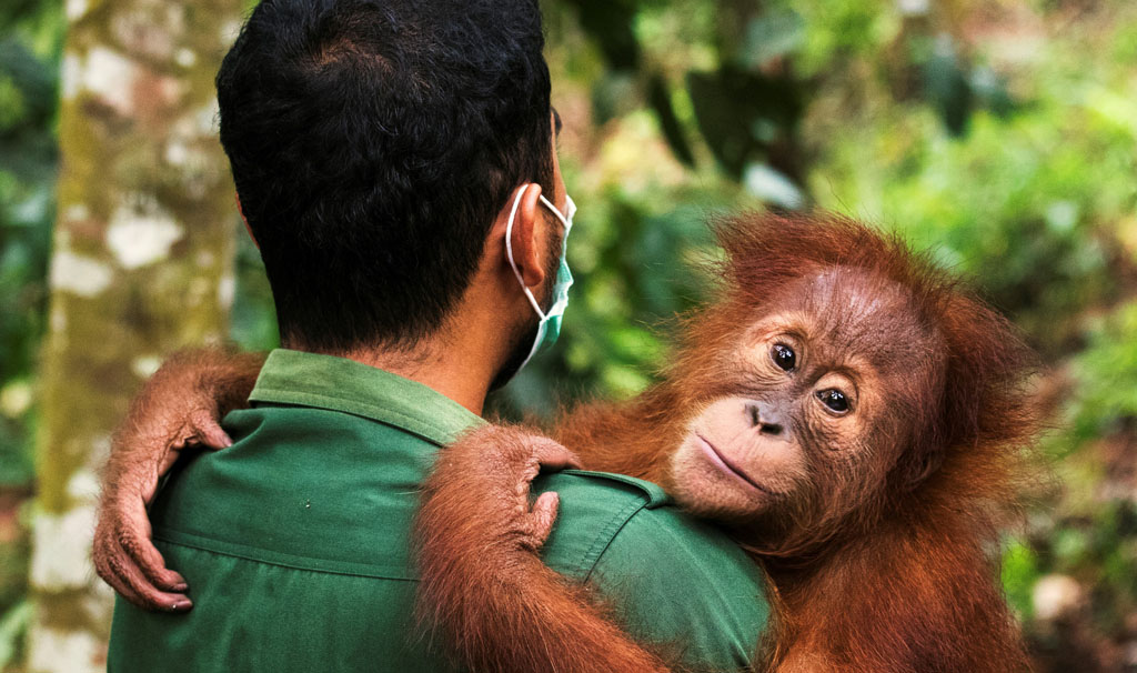 Ein Pfleger trägt einen jungen Orang-Utan auf dem Arm. Das Tier schaut mit großen Augen in die Kamera.