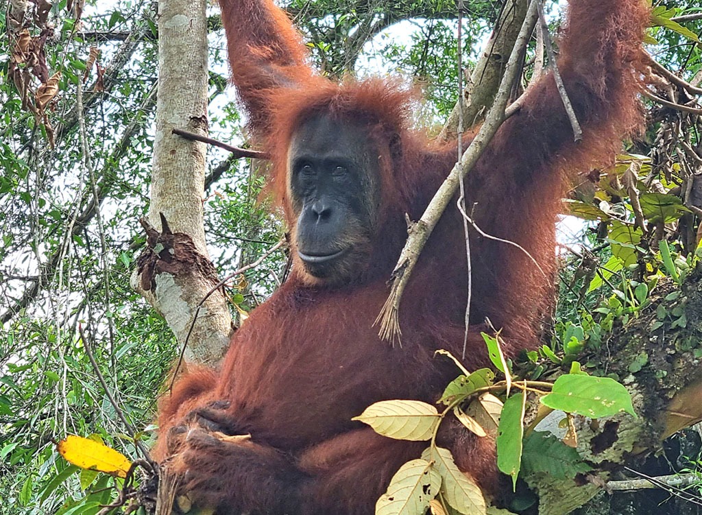 Ein Orang-Utan-Weibchen sitzt entspannt in einem Baum.