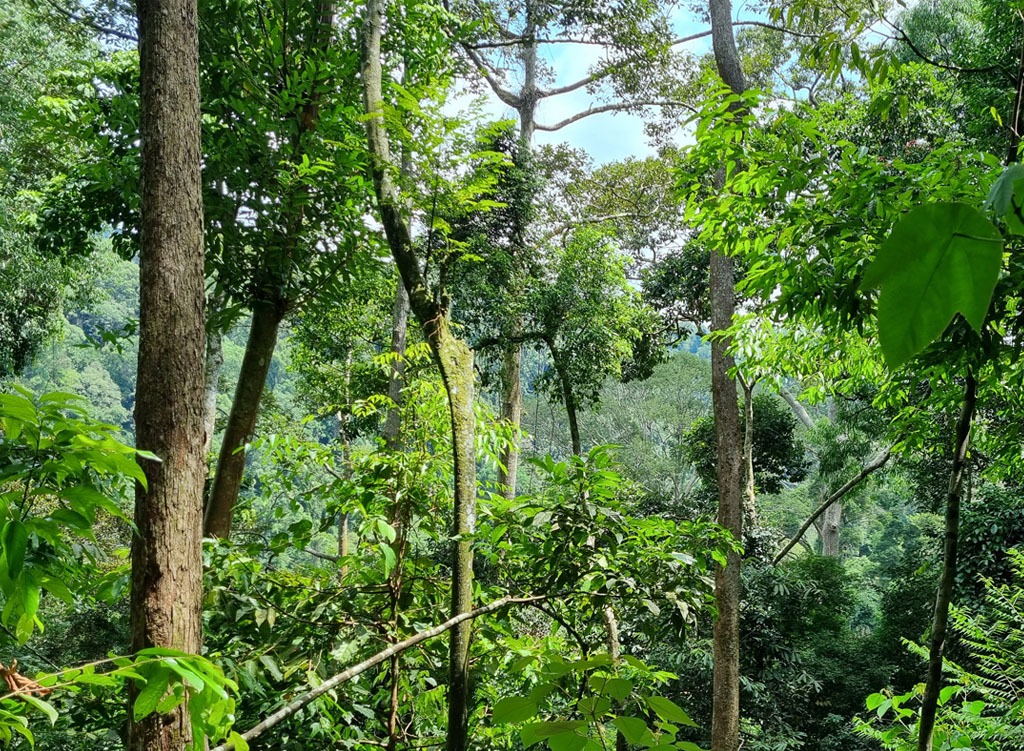 Ein Regenwaldfoto mit vielen Bäumen und Sträuchern.