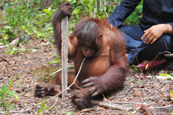 Ein junger Orang-Utan sitzt auf dem Waldboden und sochert mit einem Ast im Boden herum.