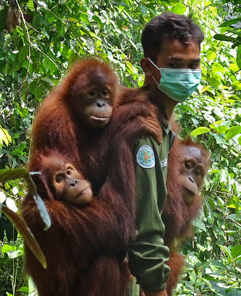 Drei junge Orang-Utans klammern sich an einen Pfleger und schauen in die Kamera.