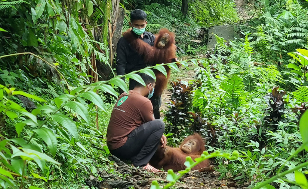 Ein junger Orang-Utan liegt auf dem Rücken auf dem Waldboden. Vor ihm kniet ein Pfleger und versucht, ihn zum Aufstehen zu animieren. Daneben steht ein weiterer Pfleger, der einen jungen Orang-Utan auf dem Arm hält.